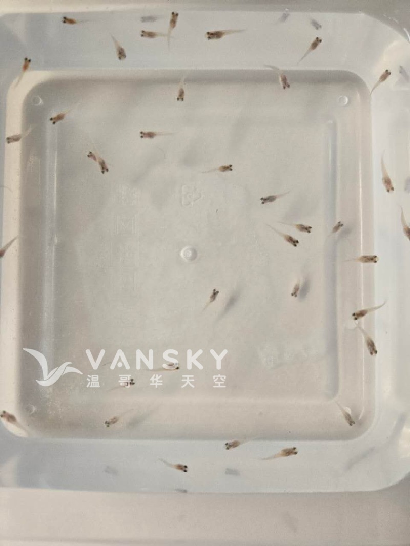 250911002511_2 weeks.jpg